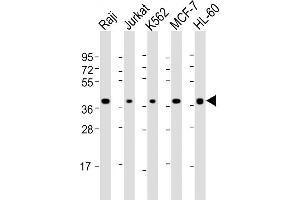Image no. 5 for anti-Selectin L (SELL) (AA 346-372), (C-Term) antibody (ABIN652272)