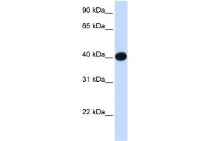 Image no. 1 for anti-Lipoic Acid Synthetase (LIAS) (N-Term) antibody (ABIN2783475)