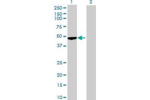 Western Blot analysis of PUS1 expression in transfected 293T cell line by PUS1 MaxPab polyclonal antibody.