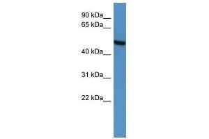 Image no. 1 for anti-Ceramide Kinase-Like (CERKL) (C-Term) antibody (ABIN929363)