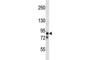 Image no. 2 for anti-MAP/microtubule Affinity-Regulating Kinase 2 (MARK2) (AA 600-630) antibody (ABIN3031689)