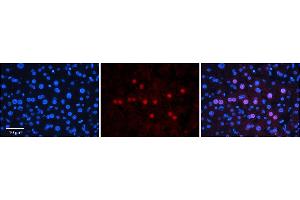 Image no. 1 for anti-Guanine Nucleotide Binding Protein-Like 3 (Nucleolar)-Like (GNL3L) (N-Term) antibody (ABIN2774237)