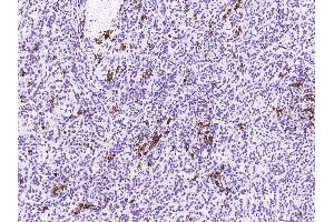 Image no. 2 for anti-Marginal Zone B and B1 Cell-Specific Protein (MZB1) (AA 1-185) antibody (ABIN2692665)