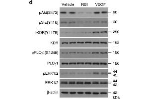 Image no. 4 for anti-VEGF Receptor 2 (VEGFR2) (pTyr1175) antibody (ABIN3020298)