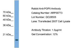 Image no. 2 for anti-Processing of Precursor 5, Ribonuclease P/MRP Subunit (POP5) (Middle Region) antibody (ABIN2786894)