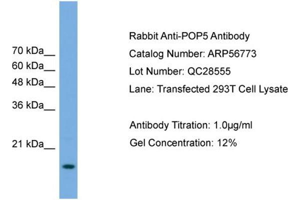 POP5 antibody  (Middle Region)