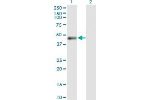 PHKG2 antibody  (AA 1-406)