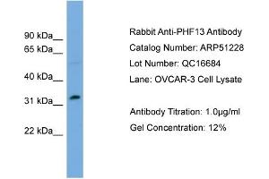 Image no. 1 for anti-PHD Finger Protein 13 (PHF13) (Middle Region) antibody (ABIN2784470)