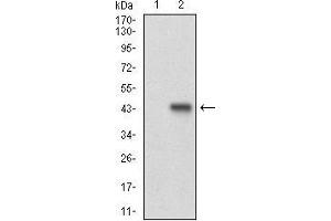 Image no. 2 for anti-Cyclin E1 (CCNE1) (AA 307-410) antibody (ABIN2682980)