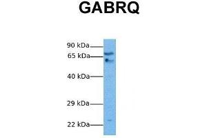 anti-gamma-aminobutyric Acid (GABA) Receptor, theta (GABRQ) (N-Term) antibody