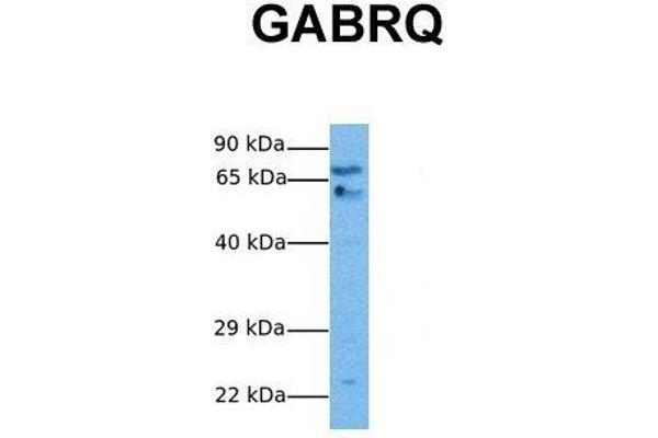 anti-gamma-aminobutyric Acid (GABA) Receptor, theta (GABRQ) (N-Term) antibody