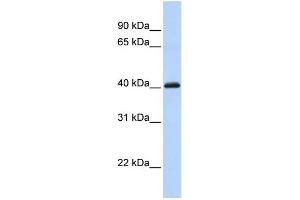 Image no. 1 for anti-Forkhead Box I1 (FOXI1) (C-Term) antibody (ABIN2780864)