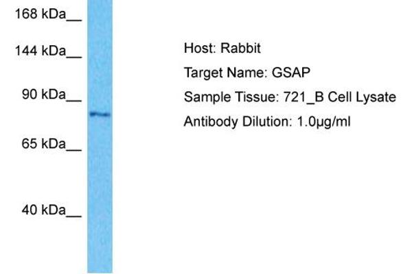 GSAP Antikörper  (N-Term)
