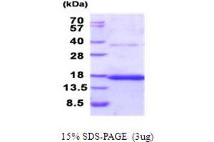 Image no. 1 for Tetraspanin 26 (TSPAN26) (AA 112-241) protein (His tag) (ABIN5853972)