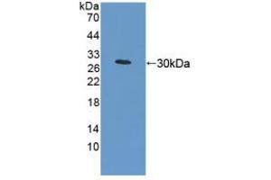 Image no. 1 for anti-Mitofusin 1 (MFN1) (AA 1-234) antibody (ABIN5013951)