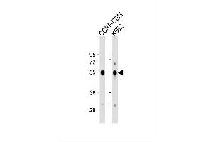 Image no. 3 for anti-Galanin Receptor 1 (GALR1) (AA 174-200) antibody (ABIN653295)