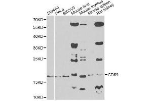 Image no. 2 for anti-CD59 (CD59) antibody (ABIN3022399)