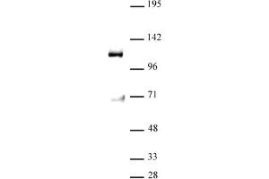 Image no. 1 for anti-M-Phase phosphoprotein 8 (MPHOSPH8) (AA 50-120) antibody (ABIN6972377)