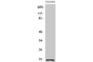 Image no. 1 for anti-Ribosomal Protein S27L (RPS27L) (N-Term) antibody (ABIN3186800)