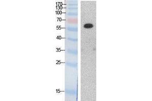 Image no. 1 for anti-Histone Deacetylase 1 (HDAC1) (Internal Region) antibody (ABIN3187983)