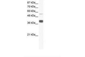 Image no. 1 for anti-Mesoderm Induction Early Response 1, Family Member 3 (MIER3) (AA 137-186) antibody (ABIN6736028)