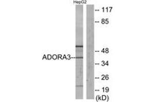 Image no. 1 for anti-Adenosine A3 Receptor (ADORA3) (AA 269-318) antibody (ABIN1535560)