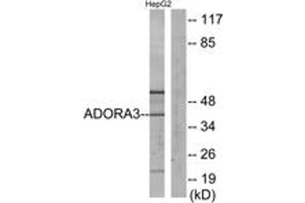 anti-Adenosine A3 Receptor (ADORA3) (AA 269-318) antibody
