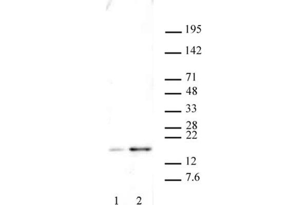 anti-H2A Histone Family, Member X (H2AFX) (pSer139) antibody