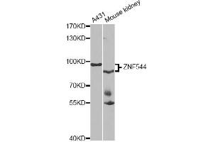 Image no. 1 for anti-Zinc Finger Protein 544 (ZNF544) antibody (ABIN6571096)