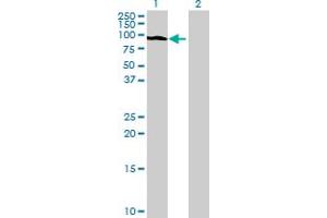 Western Blot analysis of USP48 expression in transfected 293T cell line by USP48 MaxPab polyclonal antibody.