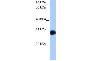 Image no. 1 for anti-SLAM Family Member 6 (SLAMF6) (N-Term) antibody (ABIN2784101)