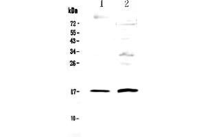Image no. 1 for anti-Epithelial Mitogen (EPGN) (AA 23-110) antibody (ABIN5518910)