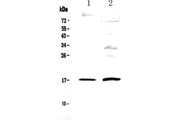 Epigen Antikörper  (AA 23-110)