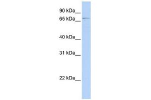 Image no. 1 for anti-Glomulin, FKBP Associated Protein (GLMN) (N-Term) antibody (ABIN634390)