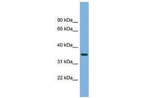 PRSS22 Antikörper  (N-Term)