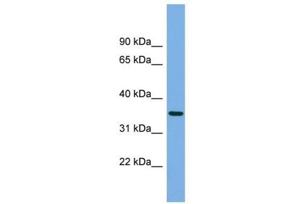 PRSS22 anticorps  (N-Term)