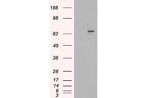 Image no. 3 for anti-Fanconi Anemia Complementation Group G (FANCG) (C-Term) antibody (ABIN190919)