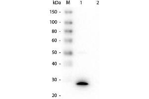 Image no. 2 for anti-Glutathione Transferase zeta 1 (Maleylacetoacetate Isomerase) (GSTZ1) antibody (GST tag) (ABIN5596954)
