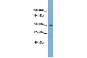 Image no. 1 for anti-E2F Transcription Factor 8 (E2F8) (Middle Region) antibody (ABIN2783091)