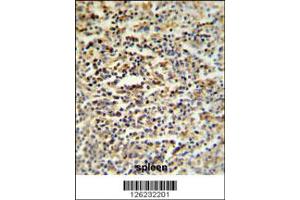 Image no. 2 for anti-Coiled-Coil Domain Containing 101 (CCDC101) (C-Term) antibody (ABIN2502557)