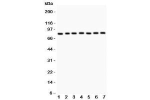 Image no. 5 for anti-Proteasome (Prosome, Macropain) 26S Subunit, Non-ATPase, 14 (PSMD14) (AA 362-632) antibody (ABIN3032352)