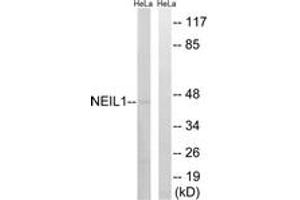 Image no. 1 for anti-Endonuclease VIII-Like 1 (NEIL1) (AA 291-340) antibody (ABIN1534889)