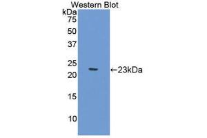 Image no. 1 for anti-Gastrokine 2 (GKN2) (AA 21-184) antibody (ABIN1176691)