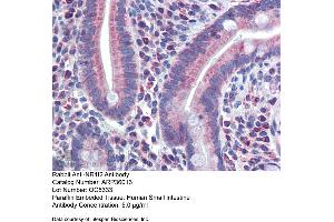 Image no. 2 for anti-Nuclear Receptor Subfamily 1, Group I, Member 2 (NR1I2) (N-Term) antibody (ABIN2774988)