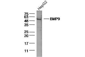 Image no. 1 for anti-Growth Differentiation Factor 2 (GDF2) (AA 351-429) antibody (ABIN872368)