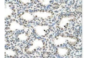 Image no. 2 for anti-Forkhead Box Q1 (FOXQ1) (N-Term) antibody (ABIN6736598)