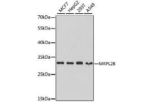 Image no. 4 for anti-Mitochondrial Ribosomal Protein L28 (MRPL28) antibody (ABIN6144010)