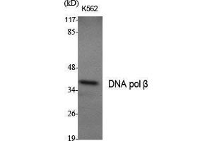 Image no. 2 for anti-Polymerase (DNA Directed), beta (POLB) (C-Term) antibody (ABIN3184326)