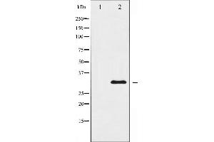 Image no. 2 for anti-Heterogeneous Nuclear Ribonucleoprotein C (C1/C2) (HNRNPC) (C-Term) antibody (ABIN6262318)