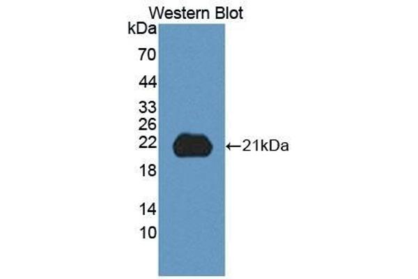 ITGB8 antibody  (AA 471-629)